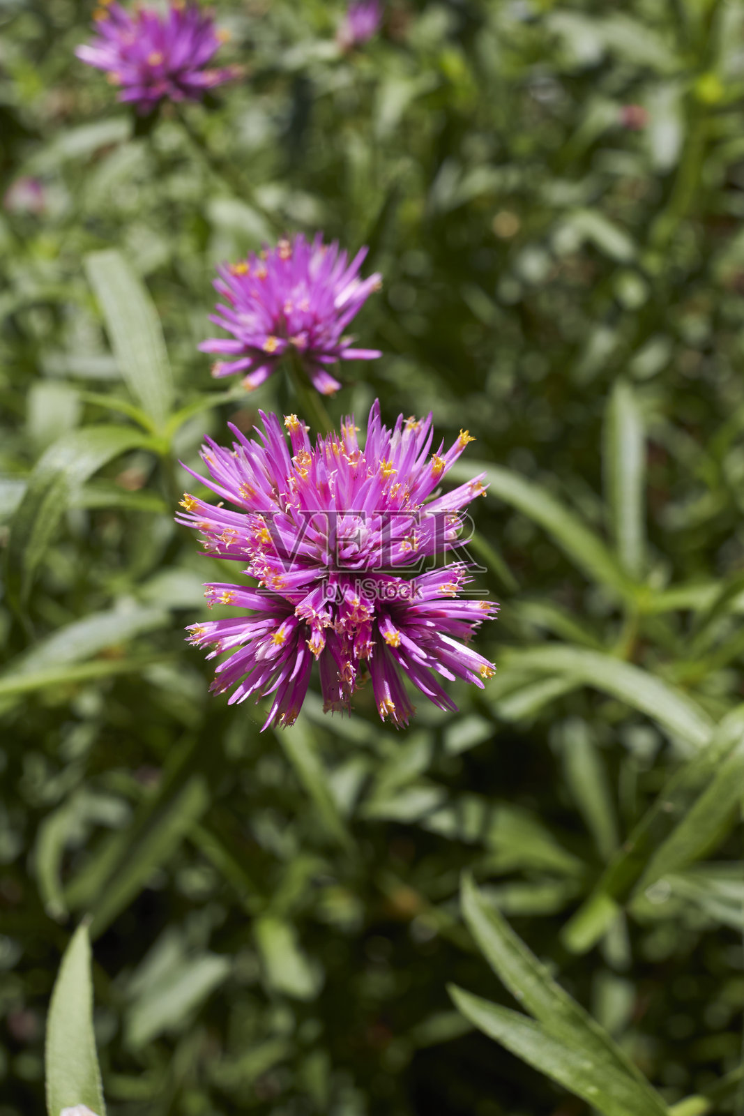 盛开的百日草照片摄影图片