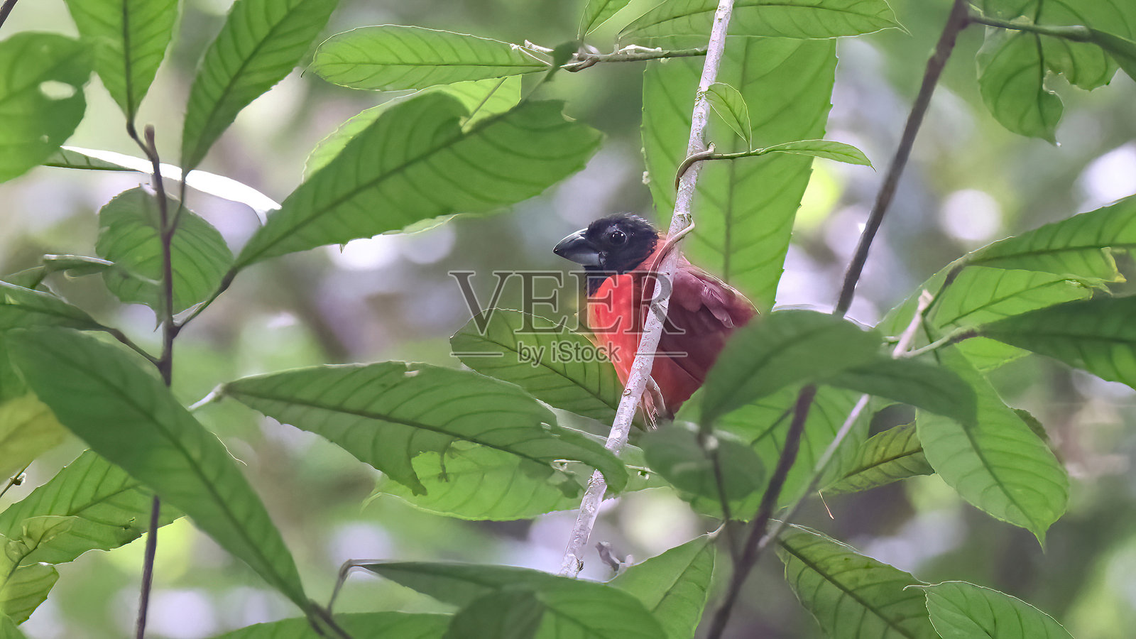 红黑鹀(Periporphyrus erythromelas),圭亚那的稀有鸟类照片摄影图片