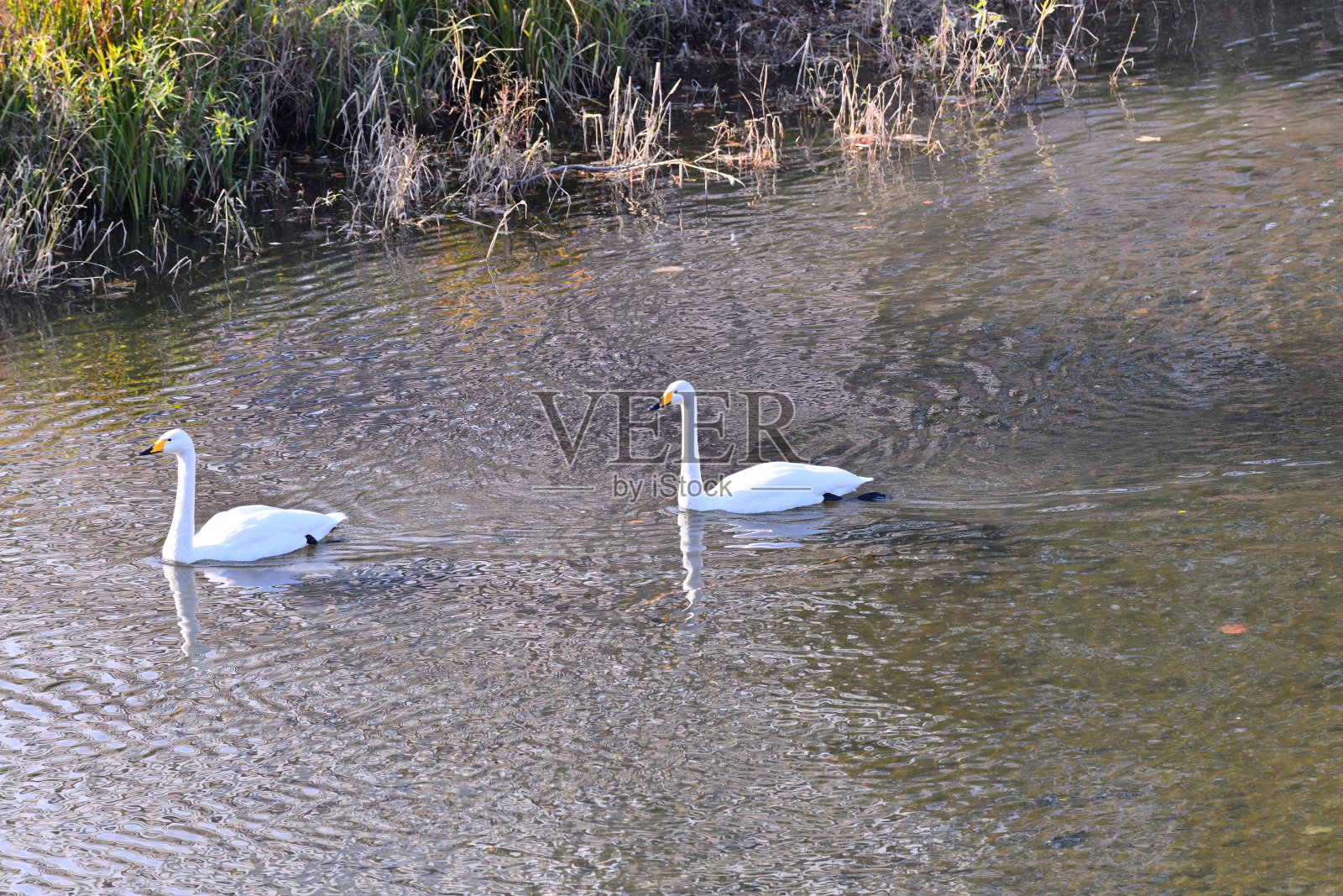 冬季信使天鹅的到来之城——仙台照片摄影图片