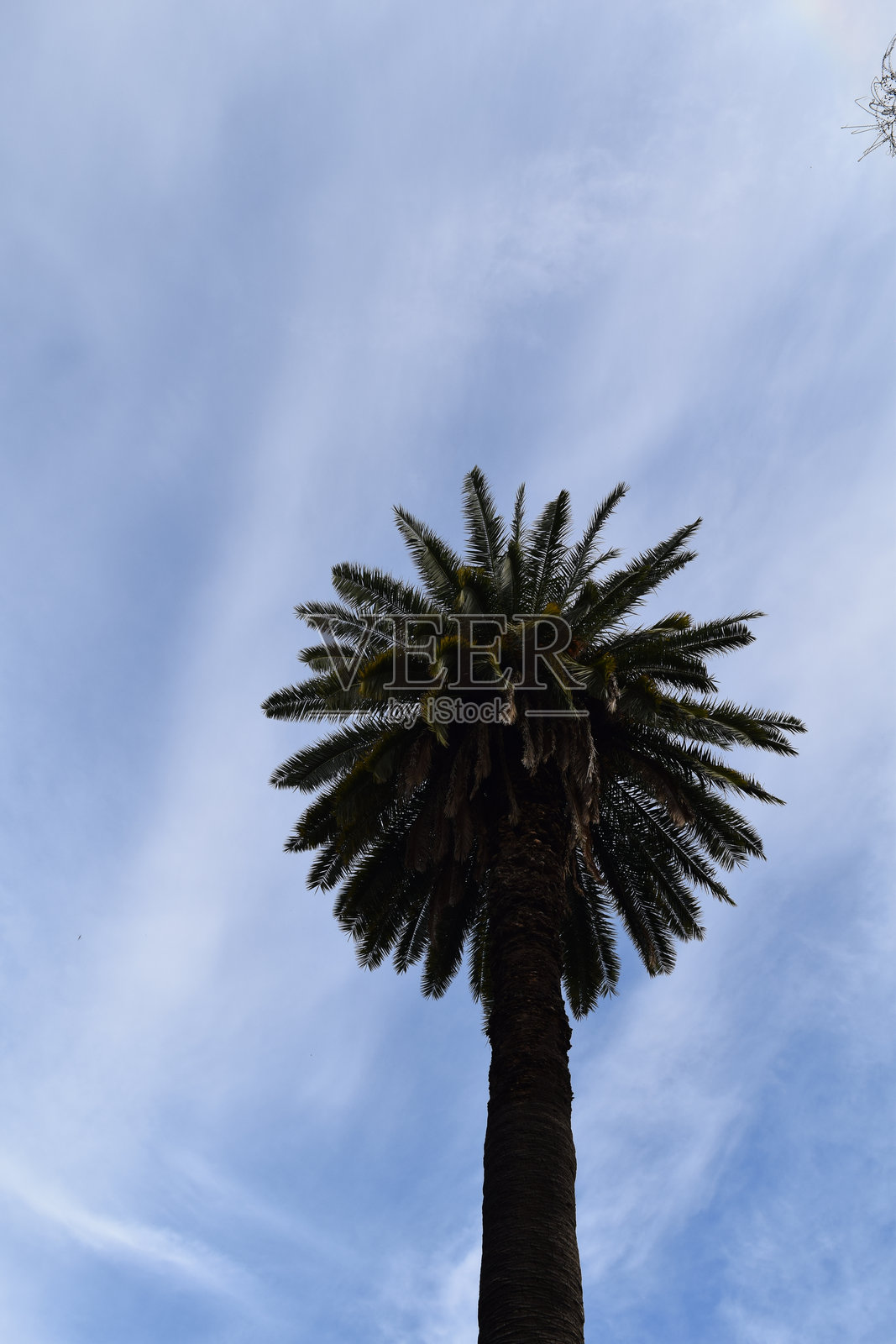 仰视蓝天下的棕榈树照片摄影图片
