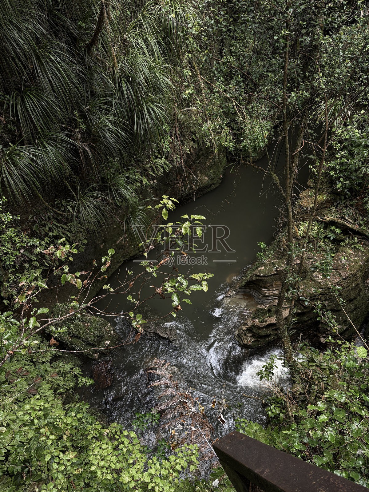 树和溪流照片摄影图片