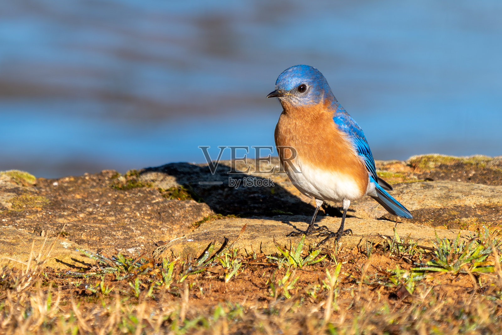 清晨,一只东方蓝知更鸟在湿地栖息地觅食,靠近岩石。照片摄影图片