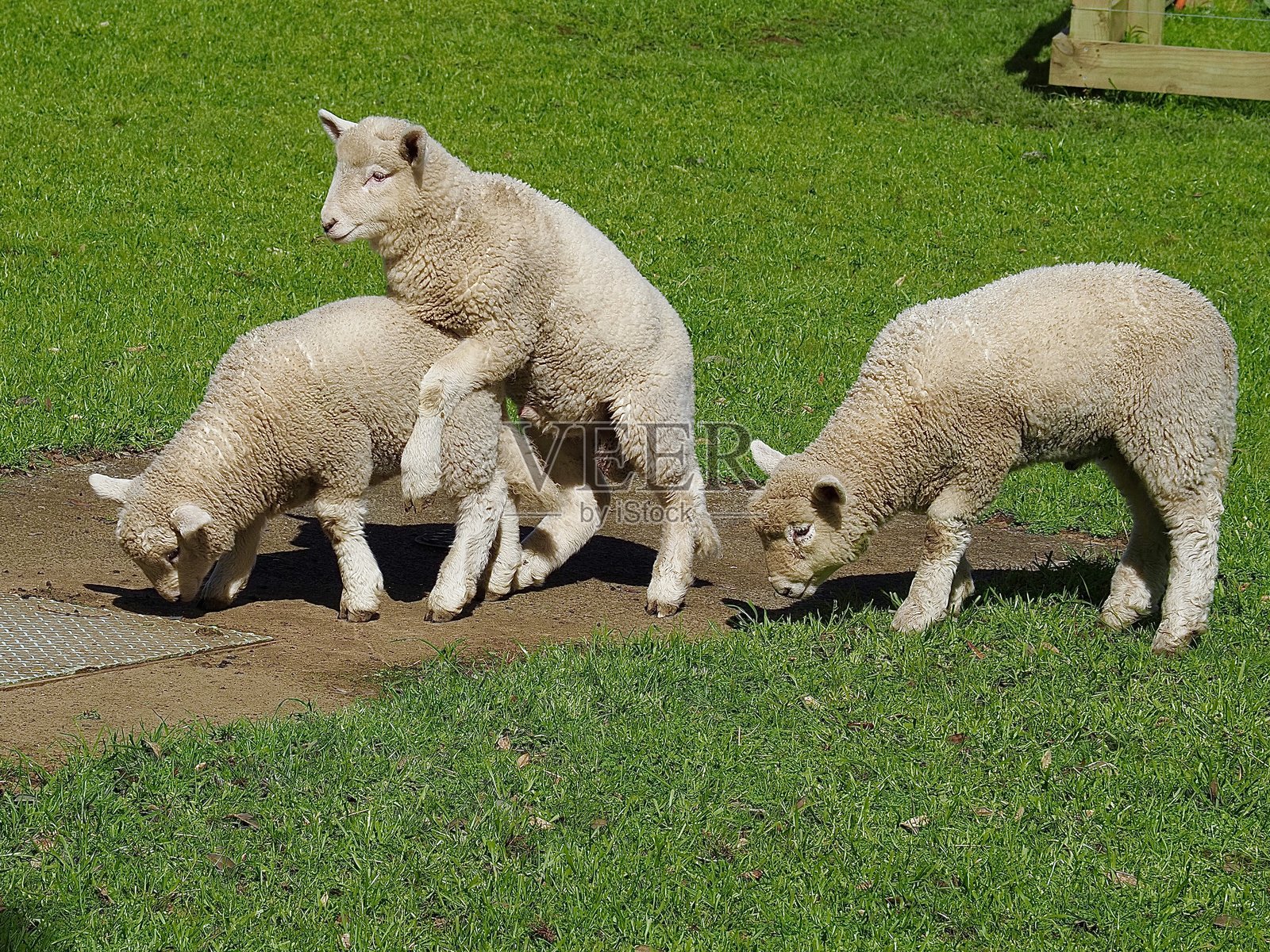一头羊跳到另一头羊的背上,旁边还有一头羊,地点在奥克兰的康沃尔公园。照片摄影图片