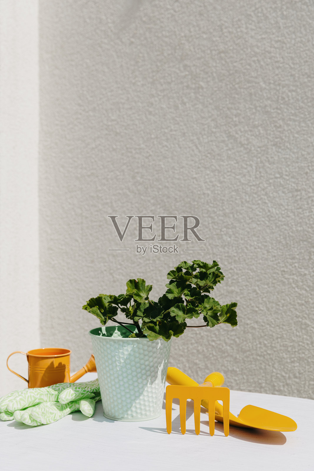 白色混凝土背景上的花园工具组合和天竺葵花。照片摄影图片