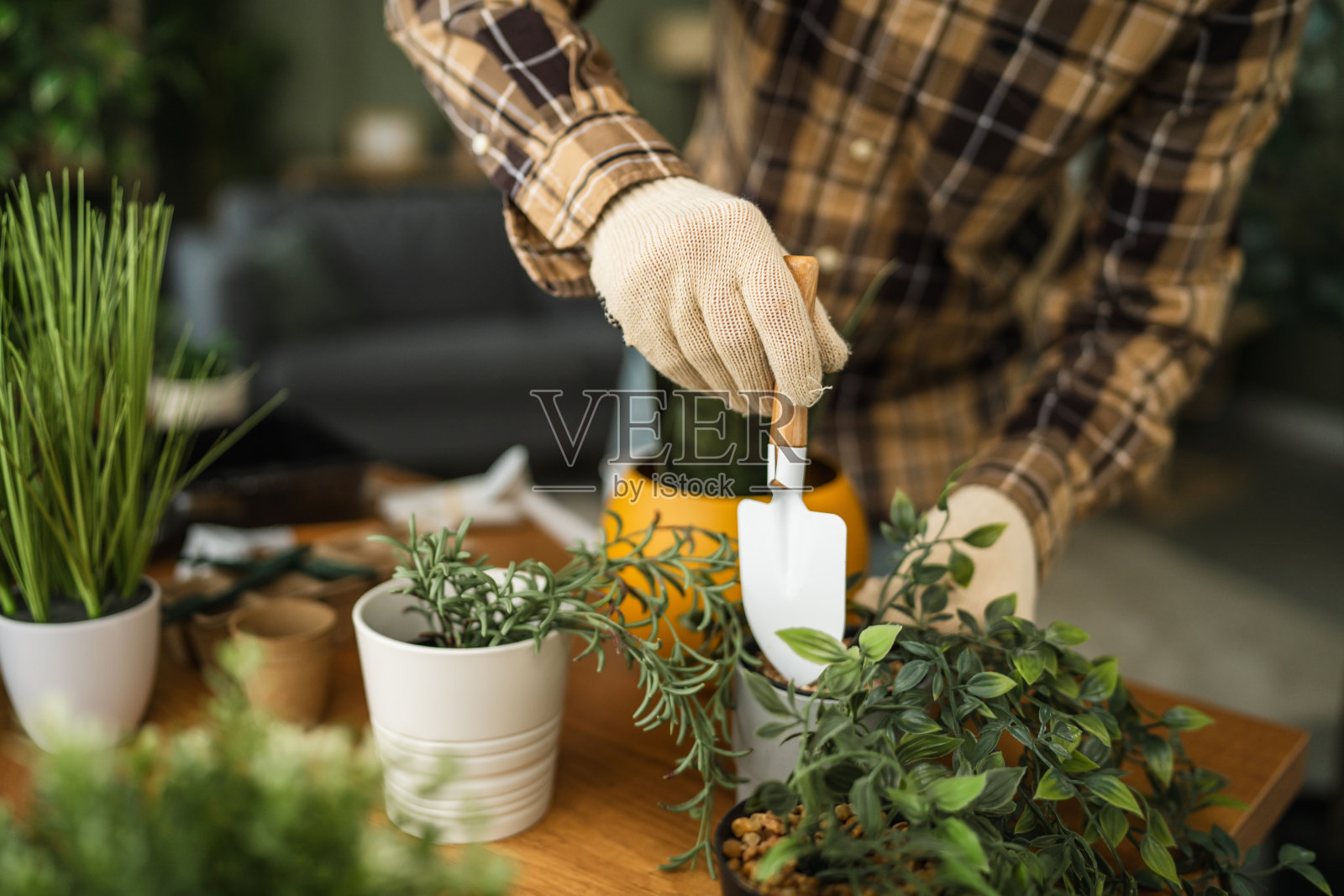 一个人正在将虎尾兰栽种到黄色花盆里照片摄影图片