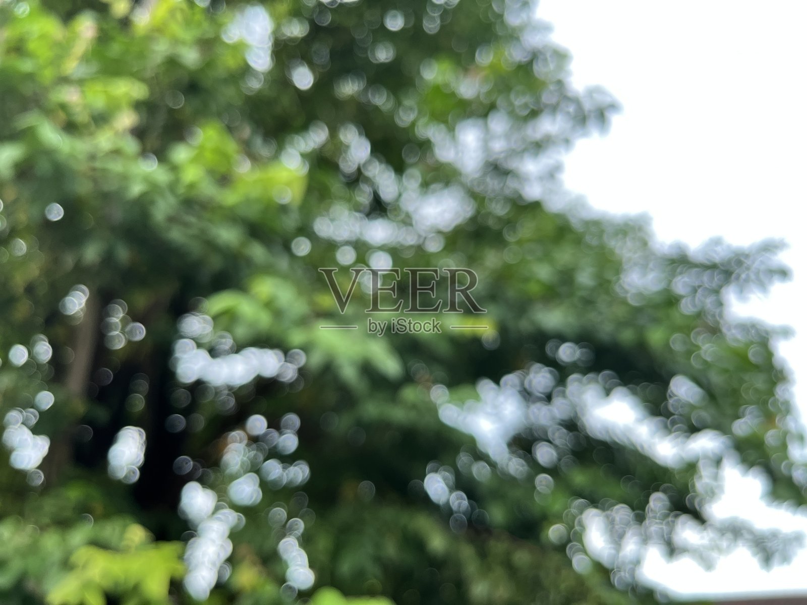 白天模糊的树木照片摄影图片