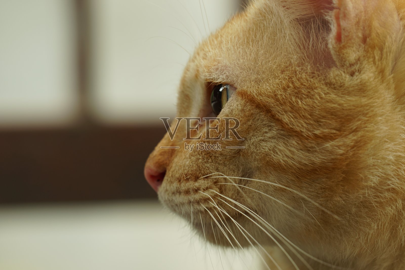 我的宠物猫在户外放松照片摄影图片