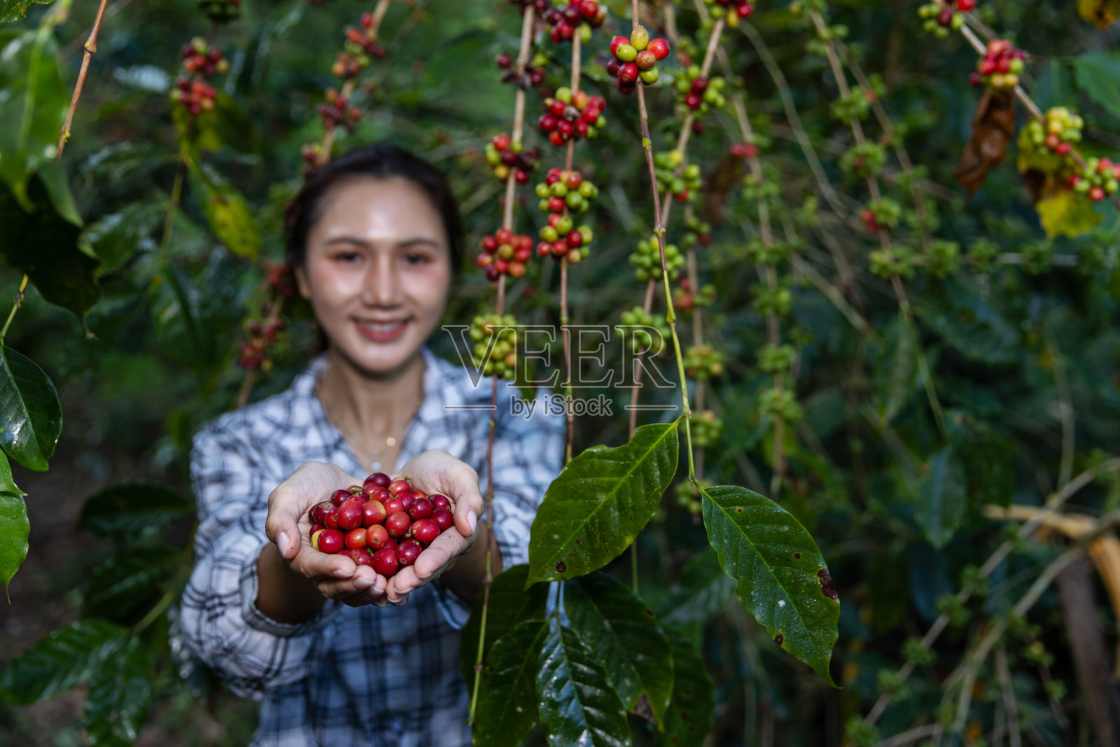 女咖啡农展示成熟的阿拉比卡咖啡果实照片摄影图片