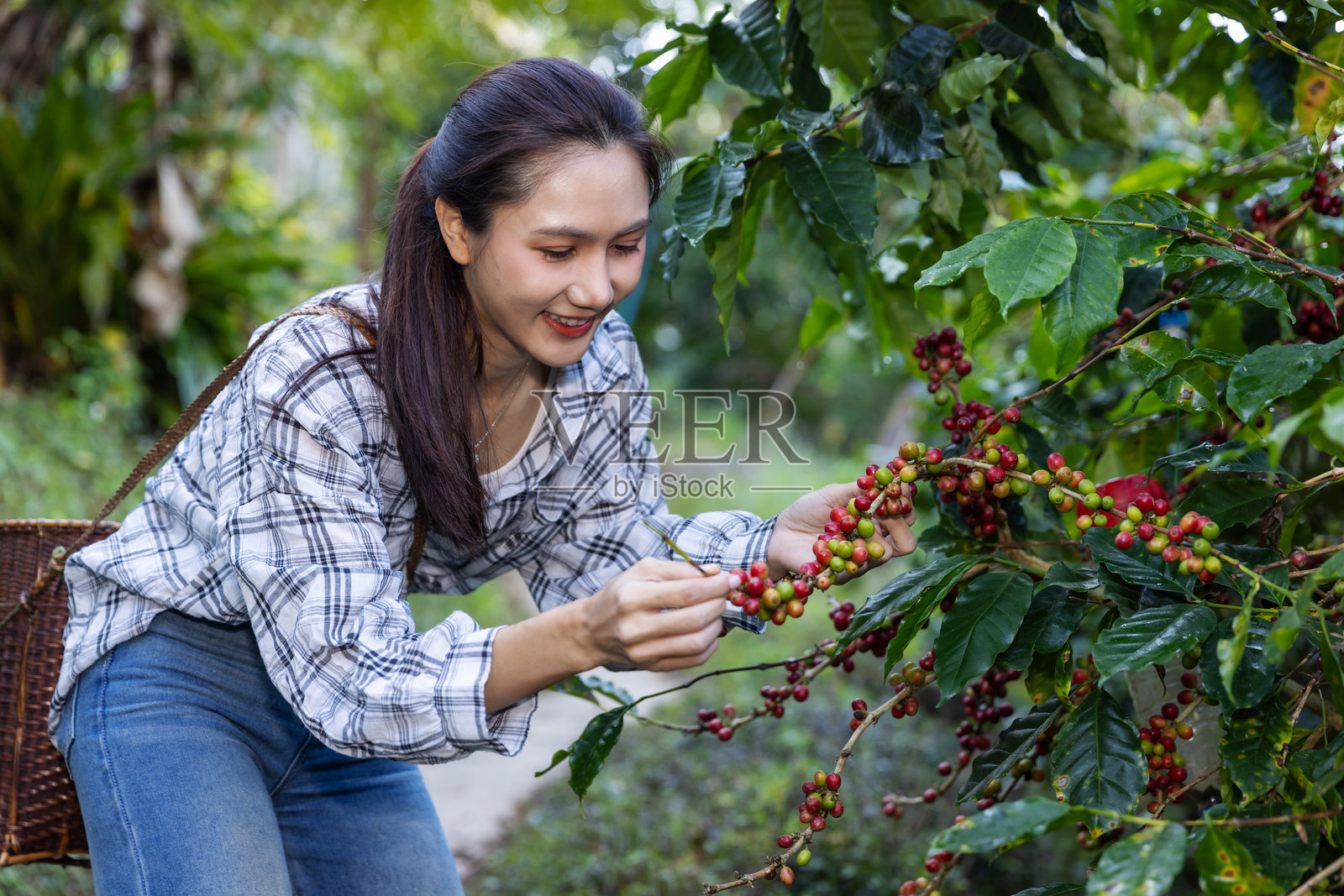 女性咖啡农正在挑选成熟的阿拉比卡咖啡果实照片摄影图片