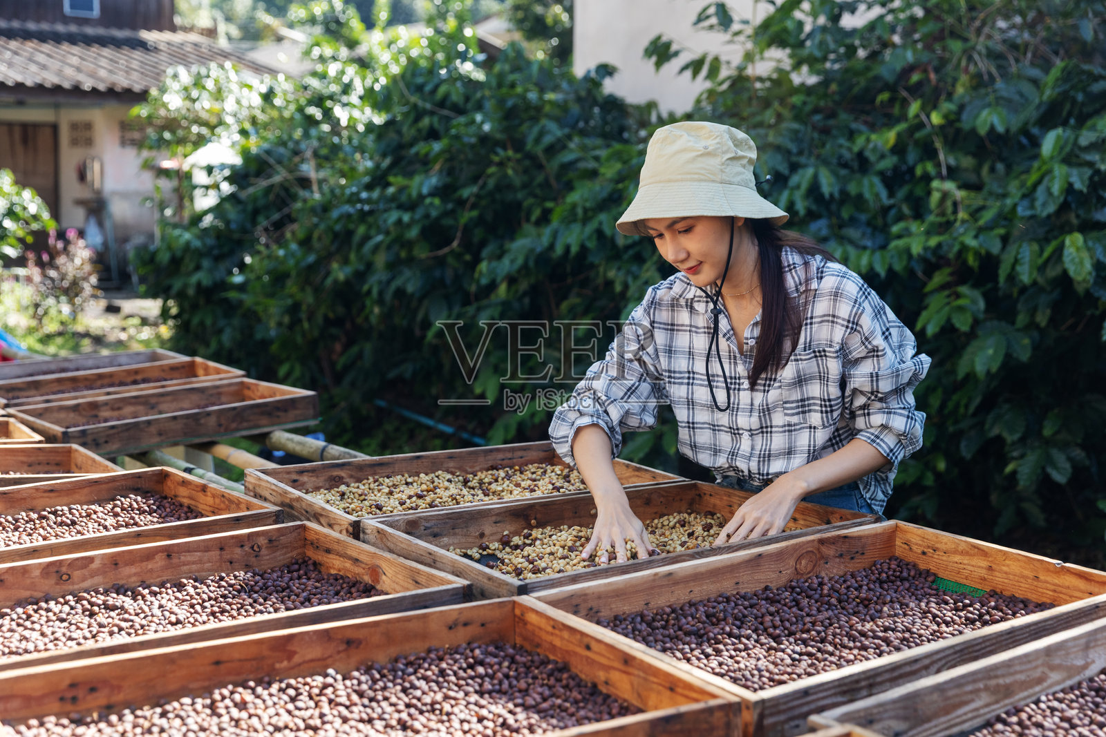 女咖啡农在木制晾床上检查咖啡豆照片摄影图片