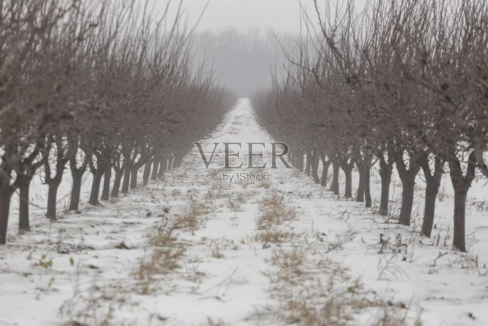 被雪覆盖的农田照片摄影图片