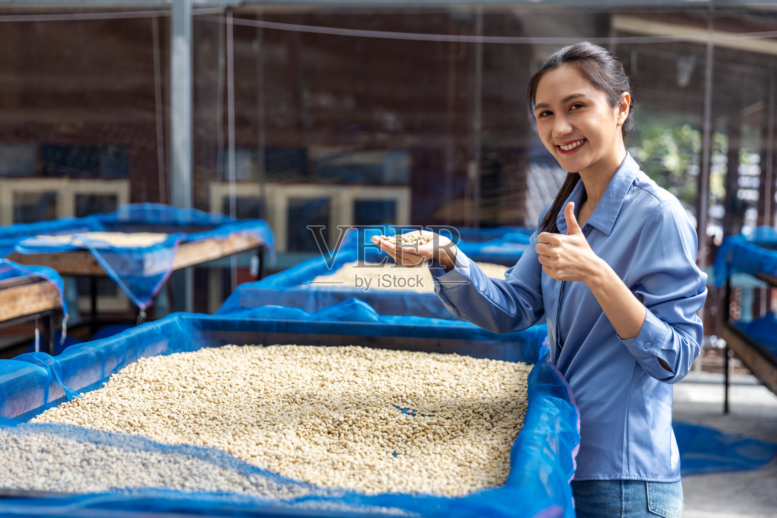 女工在干燥设施处审核生咖啡豆照片摄影图片