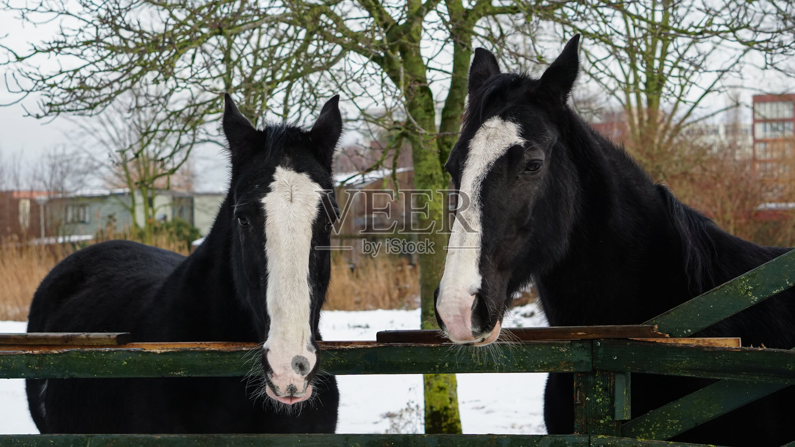 冬季里的两匹黑马——再生农场里的动物福利关怀照片摄影图片