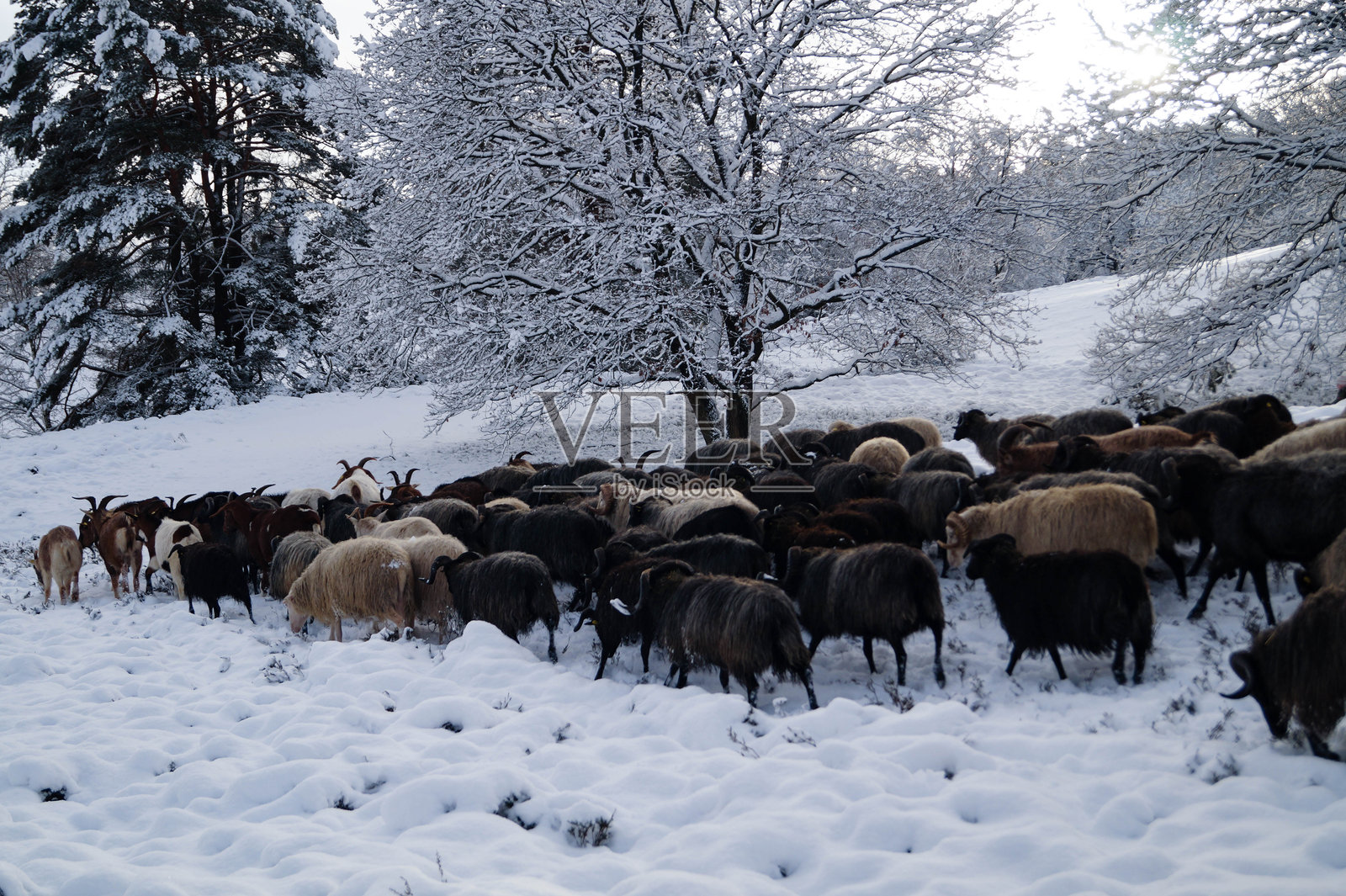 菲施贝克的冬天照片摄影图片