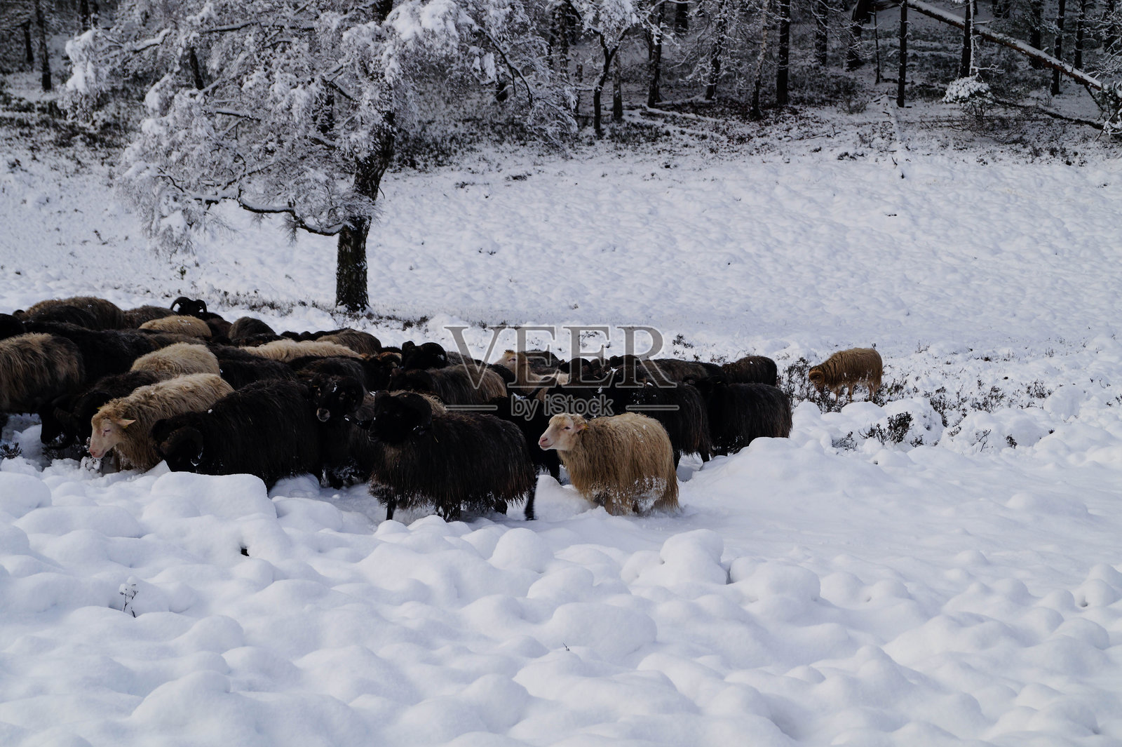 菲施贝克的冬天照片摄影图片