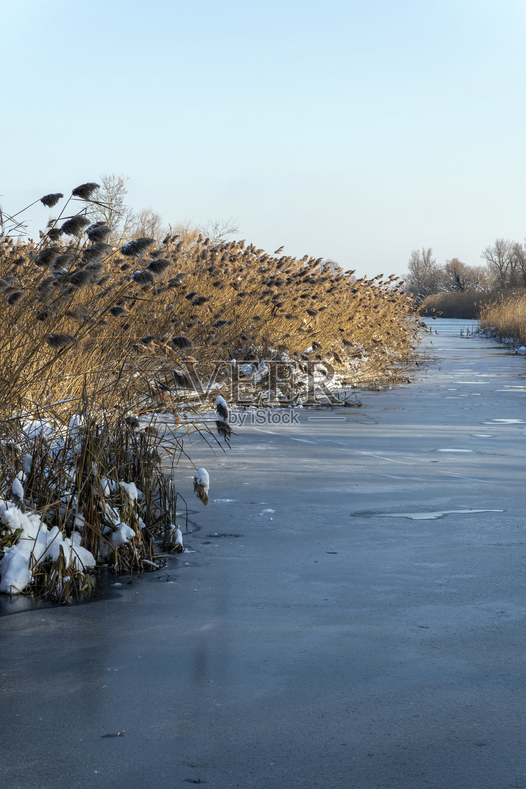 晴朗天气下,结冰的河流旁的冬季风景,背景有高高的草丛和光秃的树木照片摄影图片