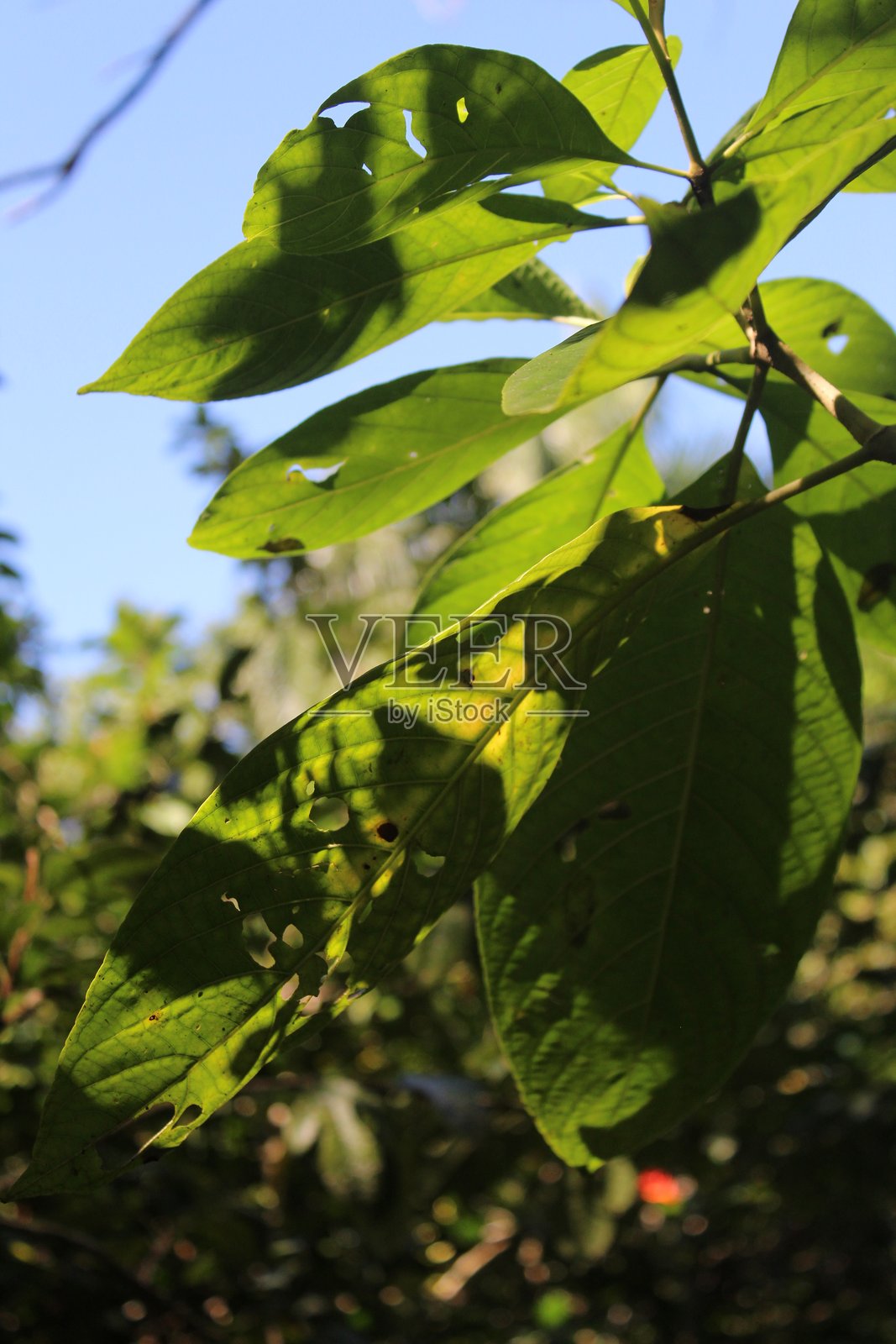 阳光史诗般地照亮了发光的绿色树叶的特写镜头照片摄影图片