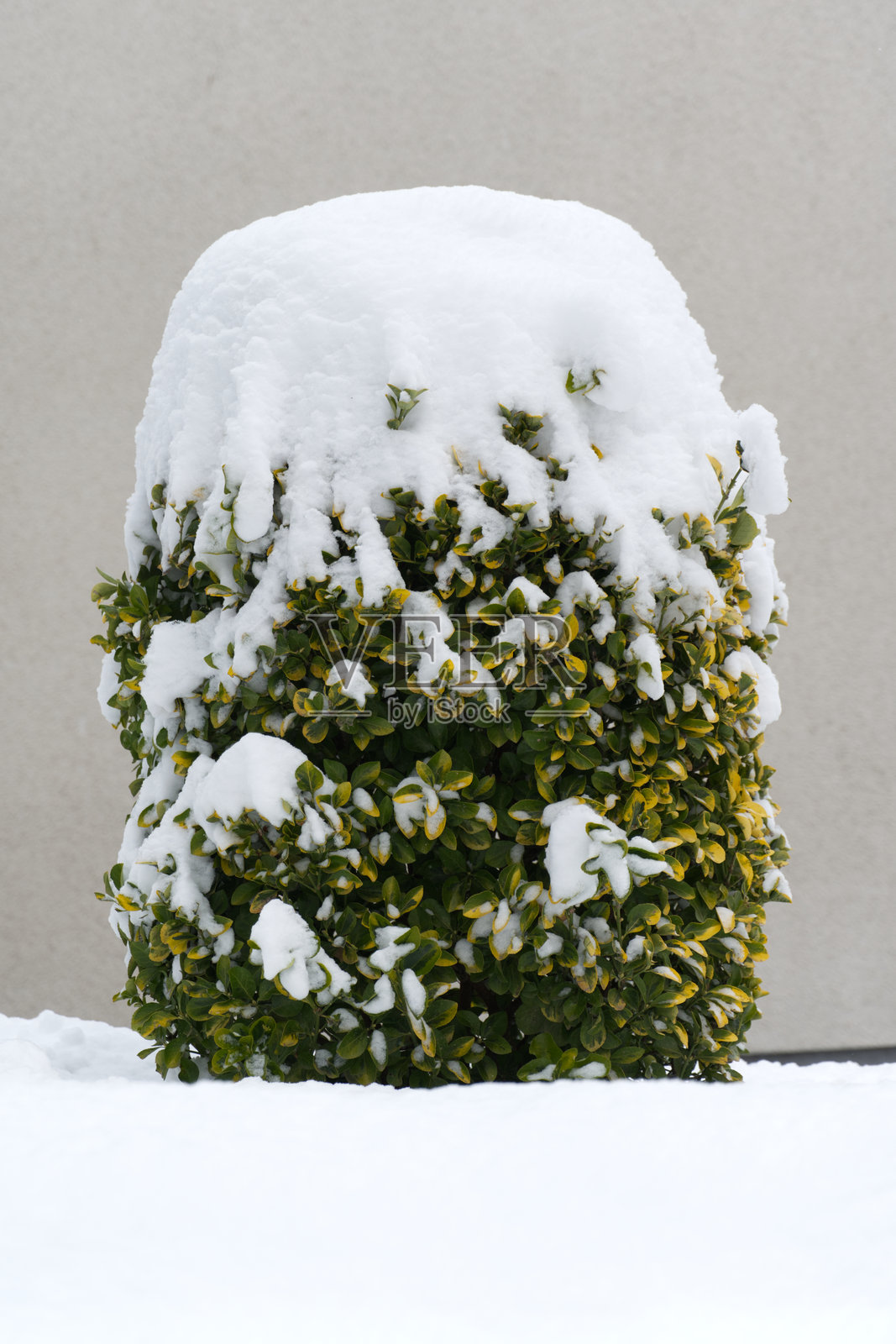 皑皑白雪覆盖着鲜嫩的绿植,形成柔软的堆积和冰晶的垂幔。这宁静的冬日景象将葱郁的绿叶与洁白的雪景形成对比,唤起一种静谧与坚韧之感。照片摄影图片