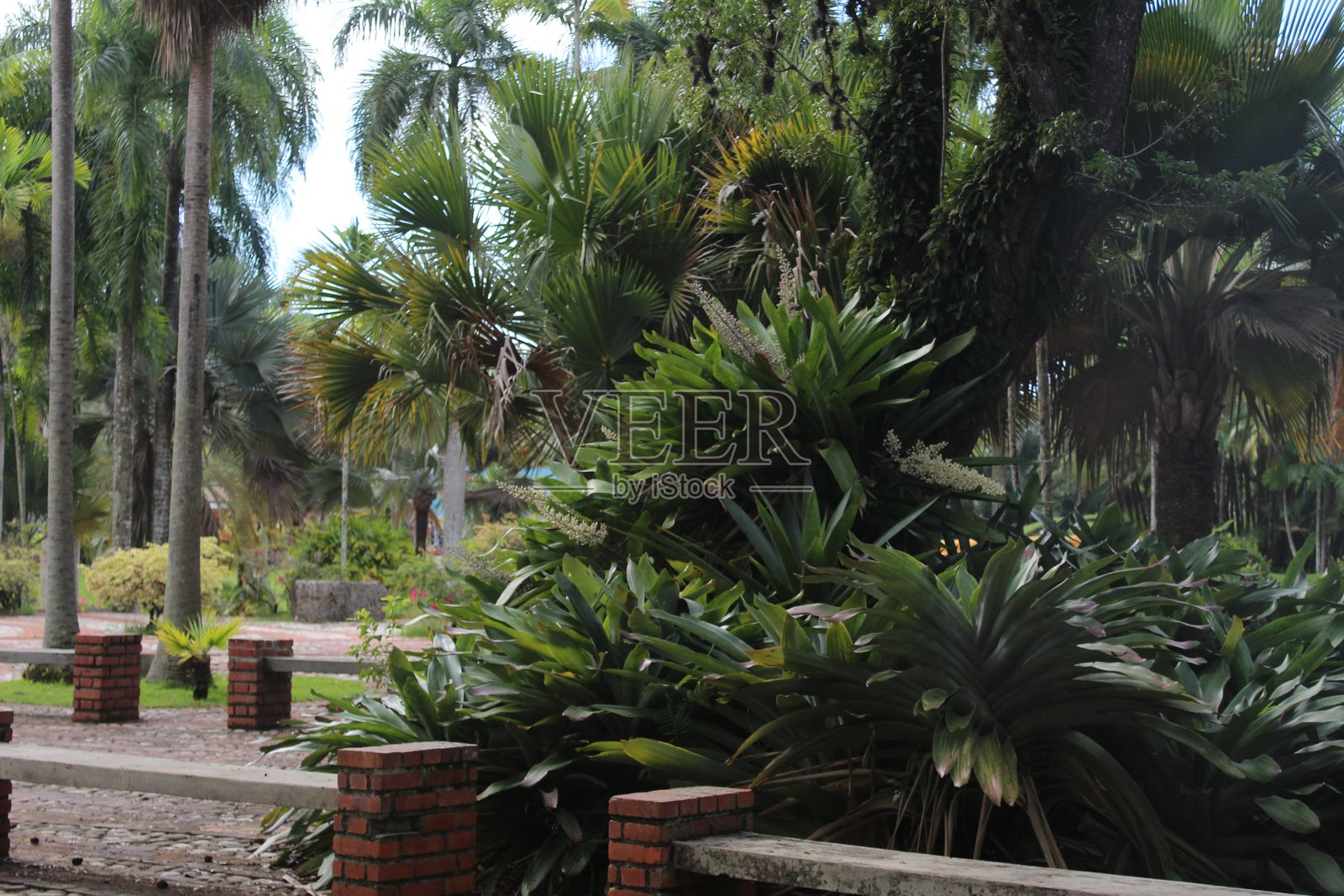 美丽的绿色花园全景照片摄影图片