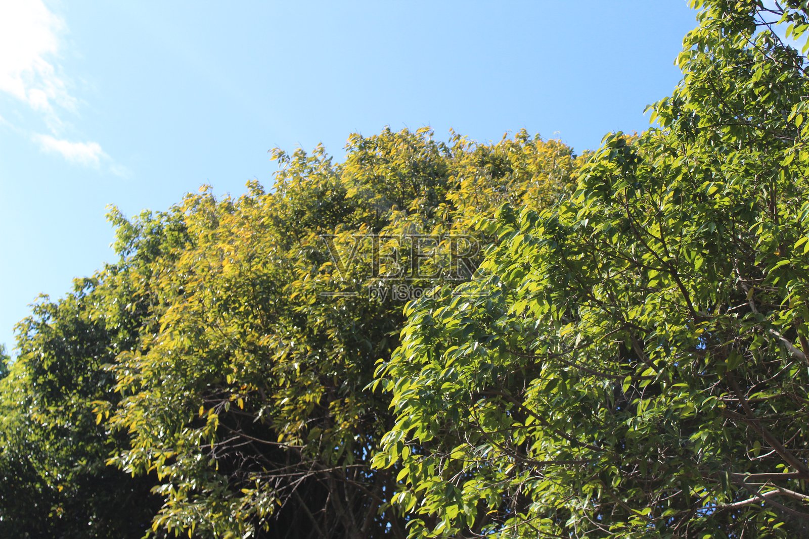 阳光史诗般地照亮了绿色的树叶照片摄影图片