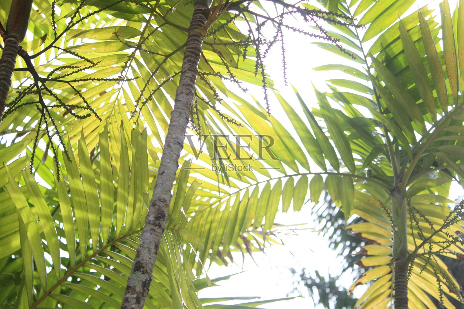 阳光史诗般地照亮了绿色的树叶照片摄影图片