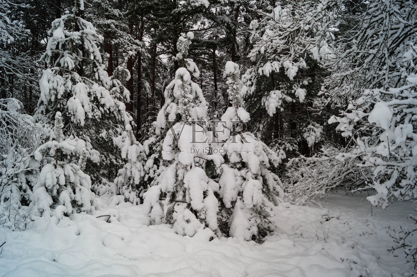 冬季在菲施贝克照片摄影图片