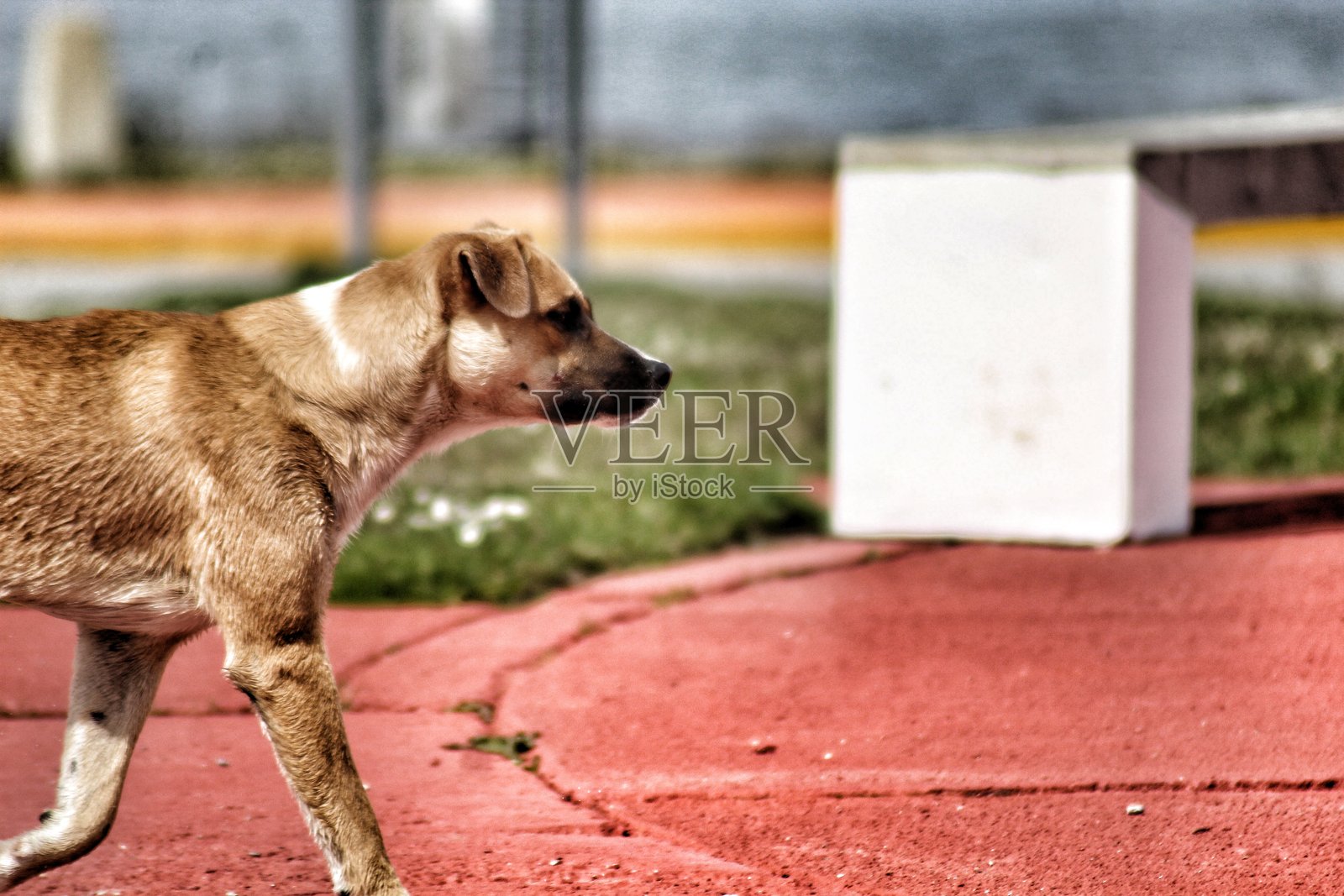 狗的肖像照片摄影图片
