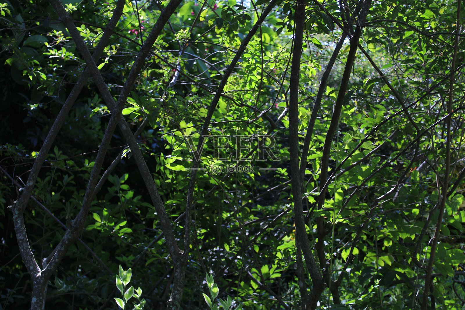 阳光史诗般地照亮了绿叶的特写照片摄影图片