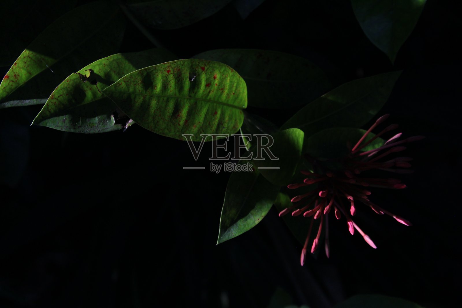 阳光以史诗般的方式照亮了朱槿花的特写,包括花茎和绿叶照片摄影图片