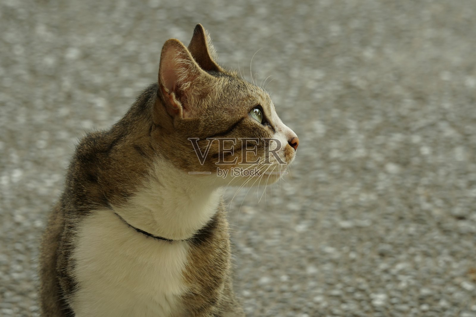 我的宠物猫在户外放松照片摄影图片