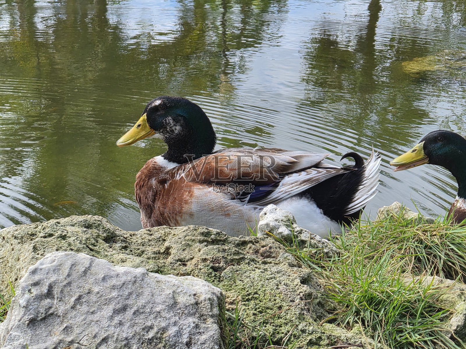 一只美丽的年轻公鸭。照片摄影图片