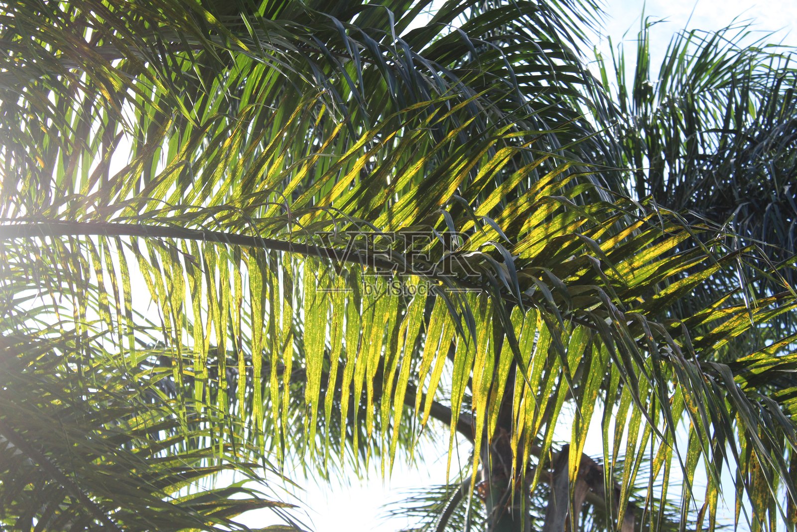 阳光史诗般地照亮了绿叶的特写照片摄影图片