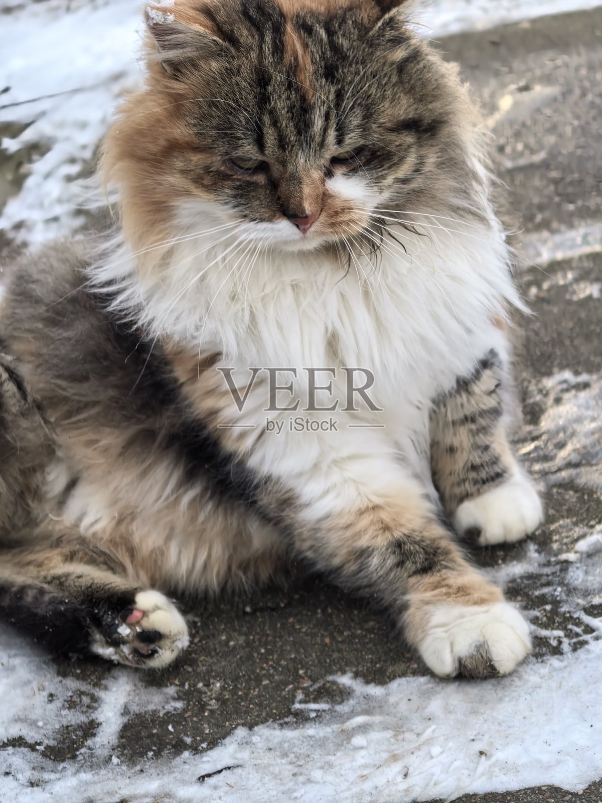 在雪景背景下,一只蓬松的燕尾服猫趴在雪地里或坐在雪地上,这是冬季的宠物美照,一只美丽的猫咪,一张精美的宠物照片。照片摄影图片