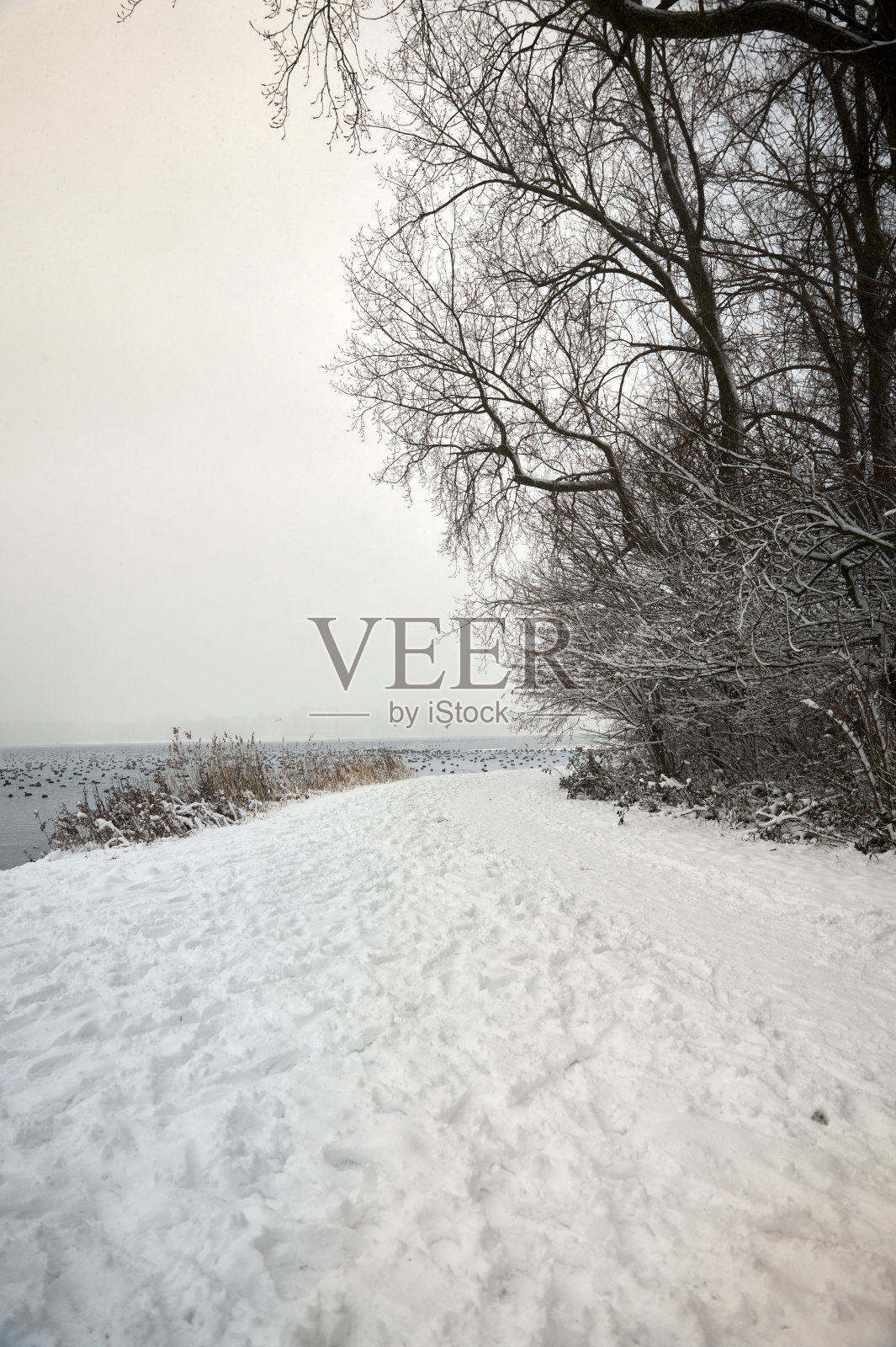 穿过冬季林地的蜿蜒雪道照片摄影图片