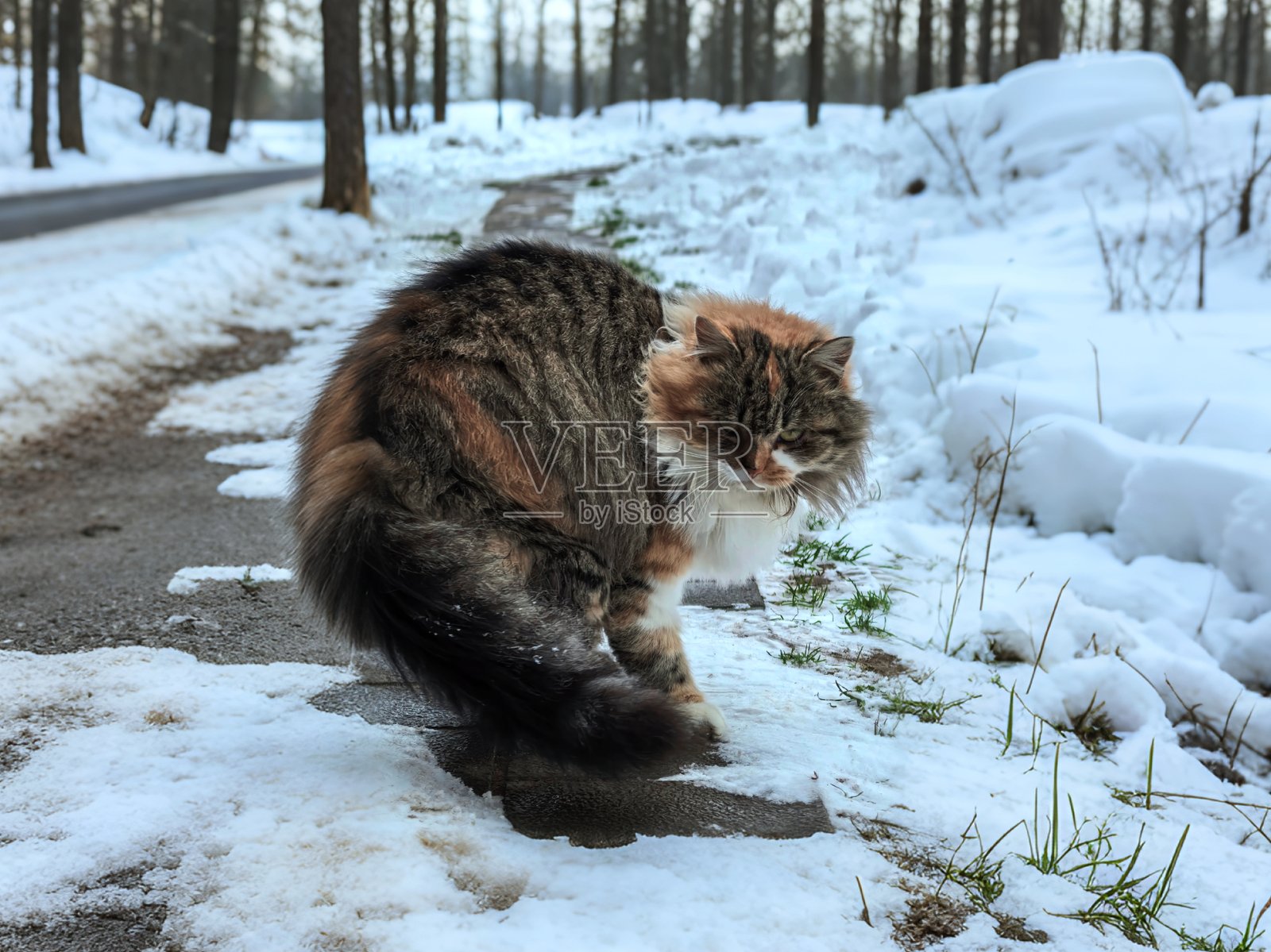 在雪景背景下,一只毛茸茸的燕尾服猫趴在雪地里、坐在雪地上,背景是冬日景观,这是宠物的美丽照片,是猫的美丽照片,是宠物的照片,也是猫的美丽照片。照片摄影图片