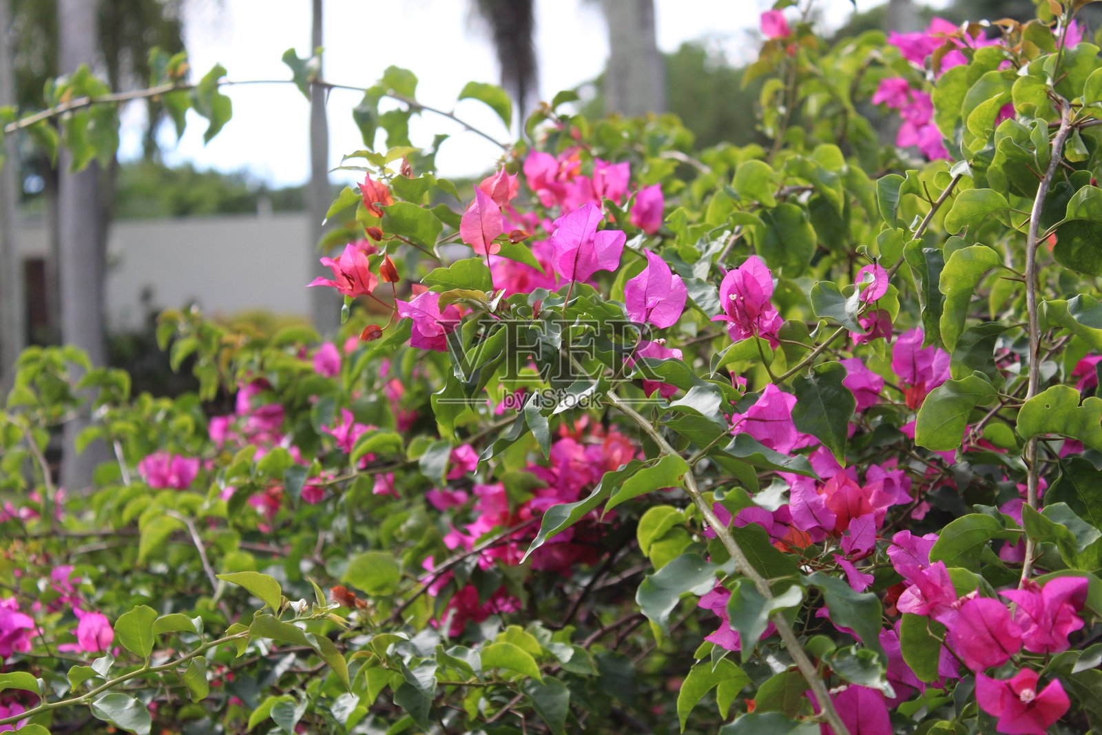 阳光下壮丽的九重葛叶片特写照片摄影图片