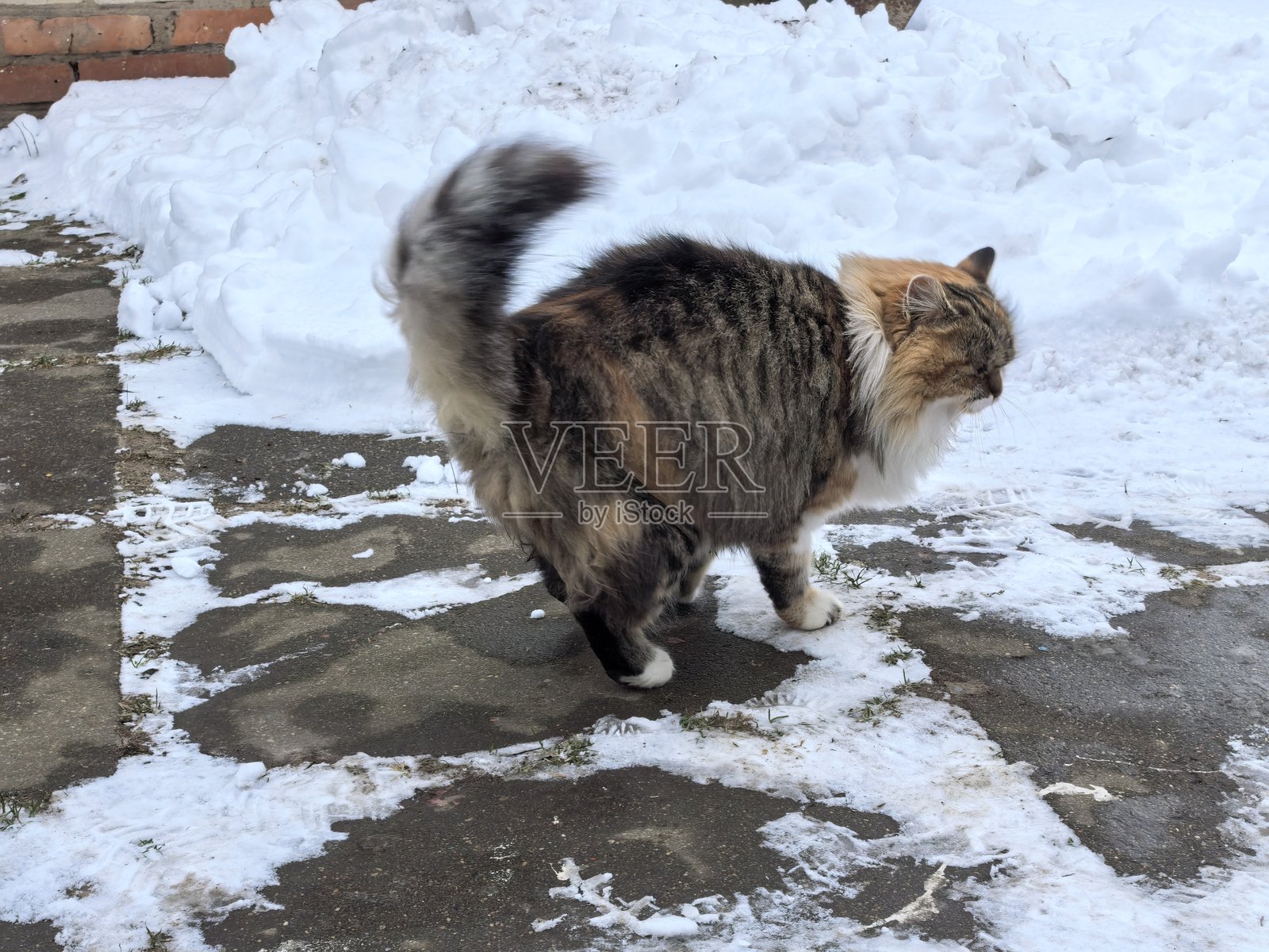 在雪景背景下,一只毛茸茸的燕尾服猫趴在雪上或坐在雪上,这是冬季背景下的宠物美照,一只美丽的猫咪美照,一张美丽的宠物美照,一张美丽的猫咪美照照片摄影图片