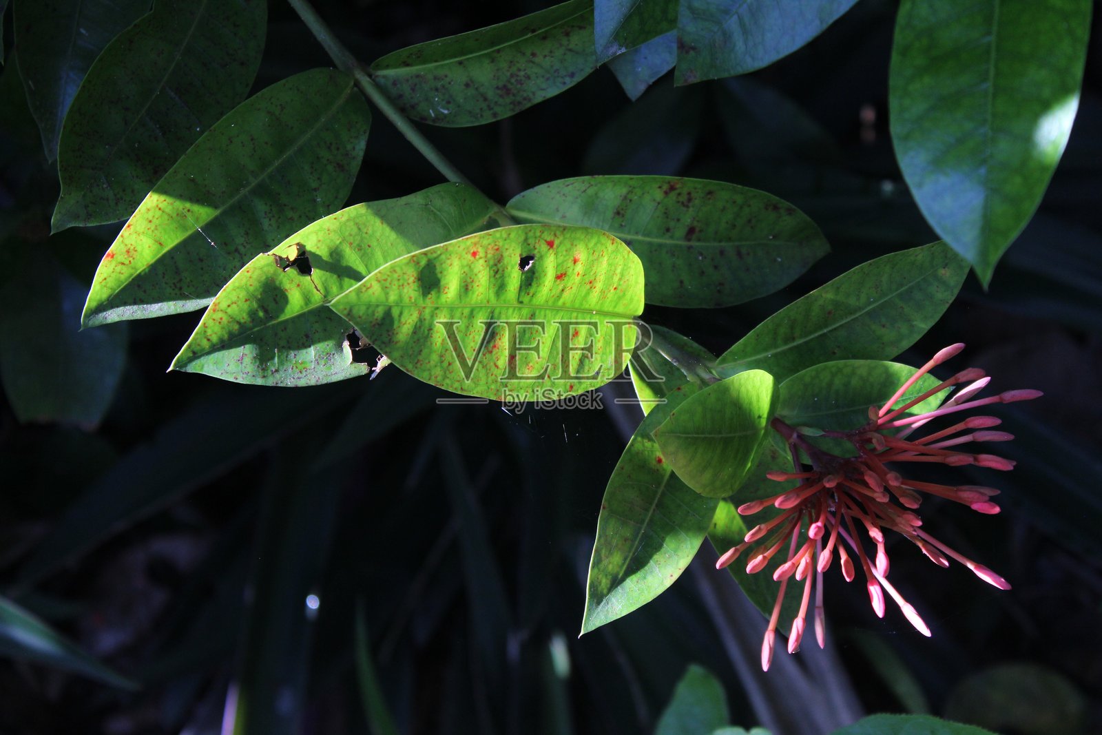 阳光以史诗般的方式照亮了朱槿花的特写、花茎和绿叶照片摄影图片