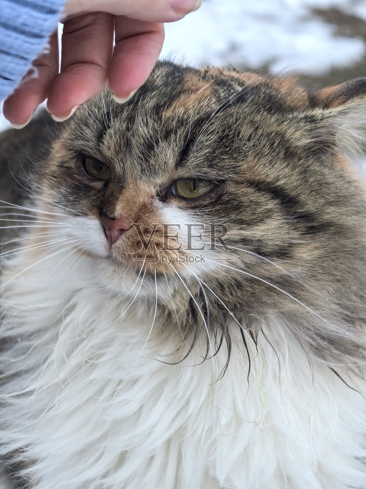 冬天,在雪景的背景下,一只毛茸茸的燕尾服猫趴在雪地里,坐在雪上,背景是冬季景观,这是一张美丽的宠物照片,猫,宠物,美丽的猫照片,美丽的宠物照片照片摄影图片