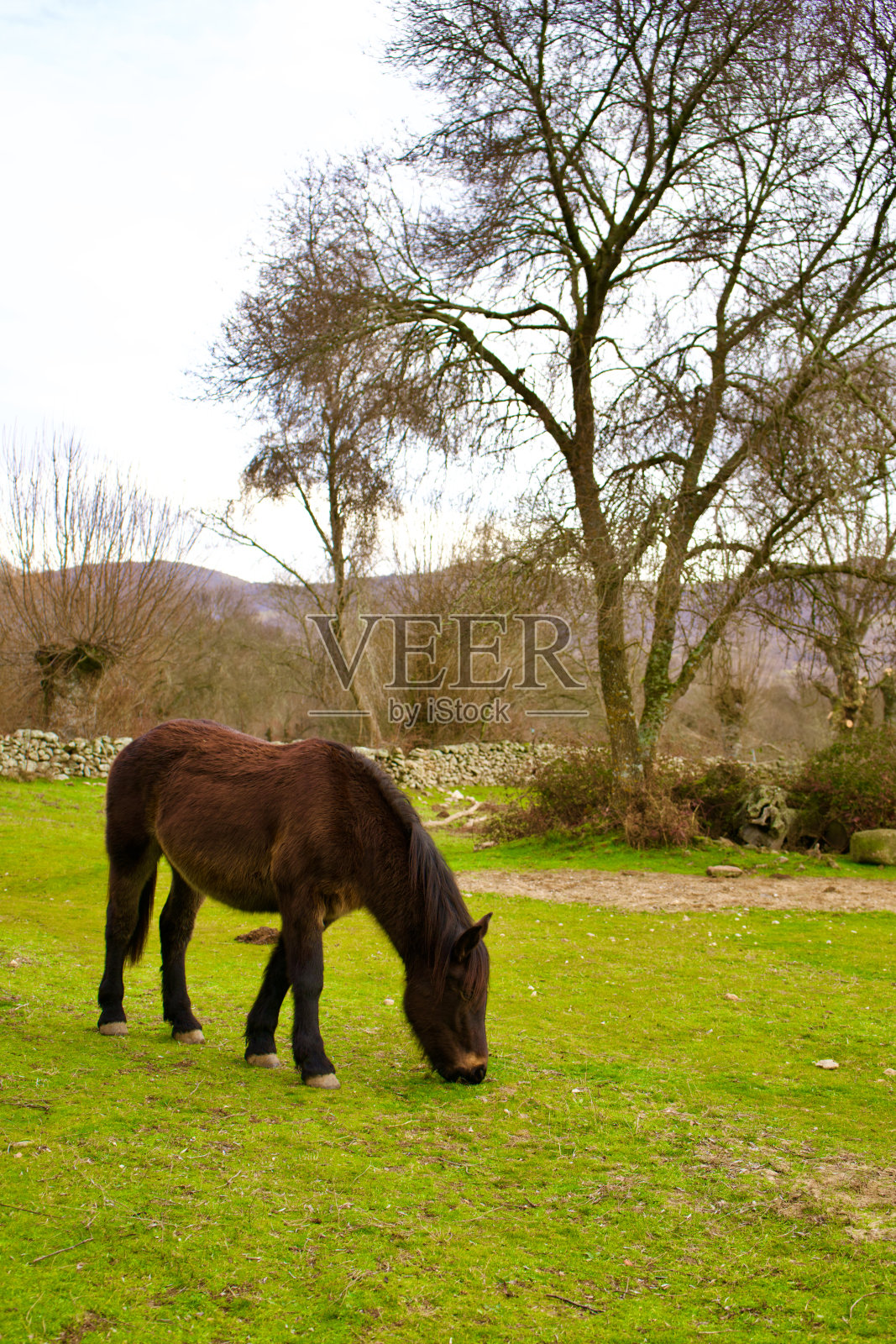 棕色的马在绿色的草地上。照片摄影图片