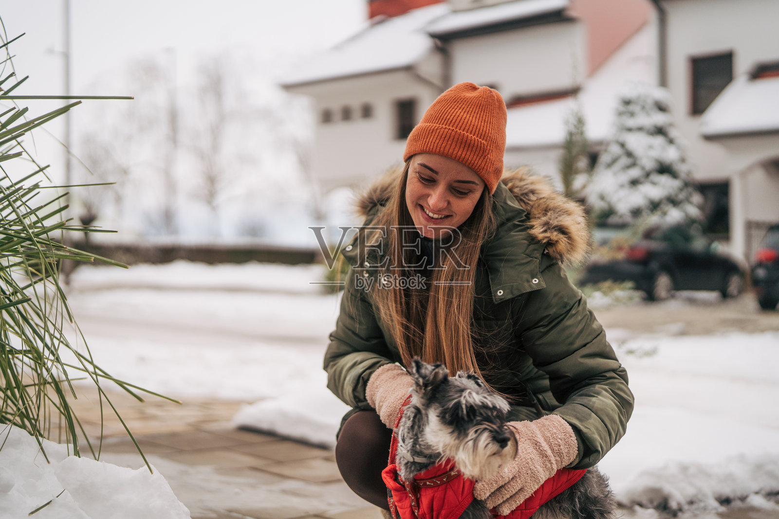 冬天,一位女士正在抚摸迷你雪纳瑞犬照片摄影图片