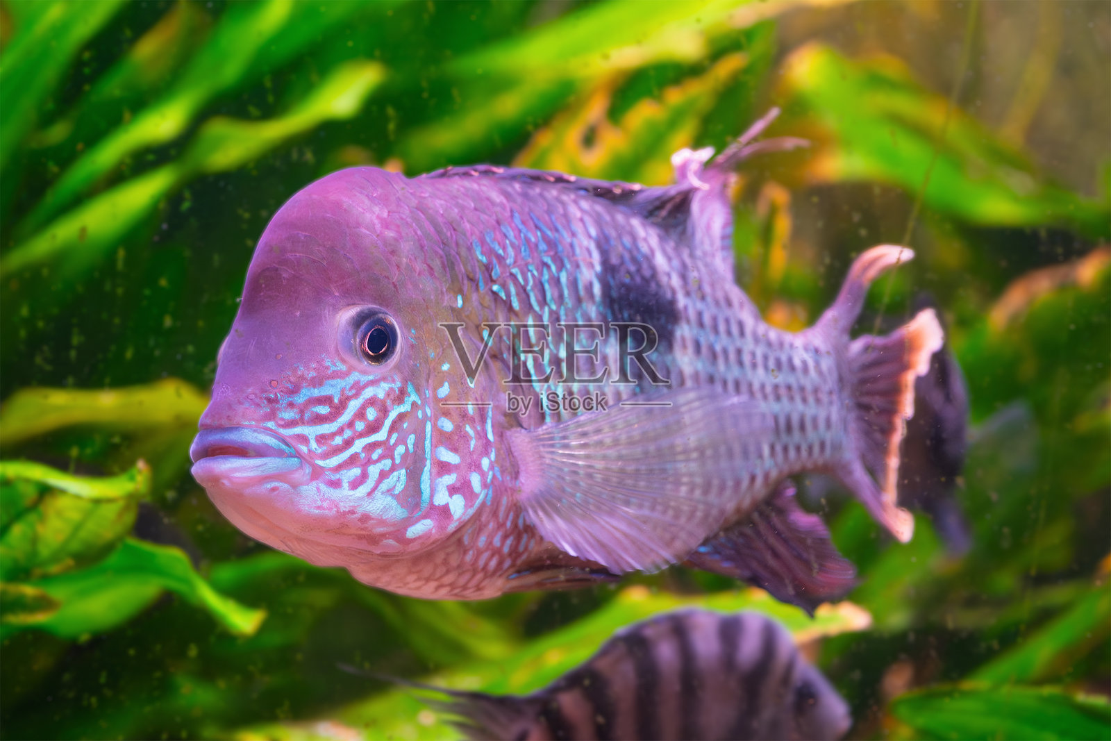 宁静水下场景中,生机勃勃的热带鱼穿梭于茂密的水生植物之间照片摄影图片