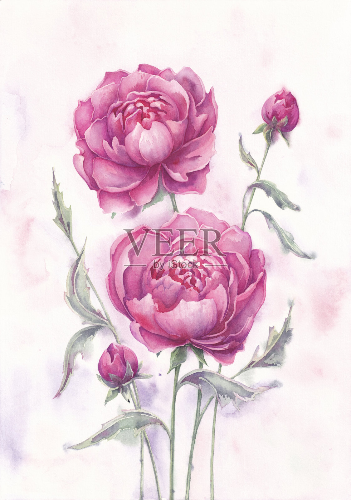 深红色的牡丹花插画图片素材