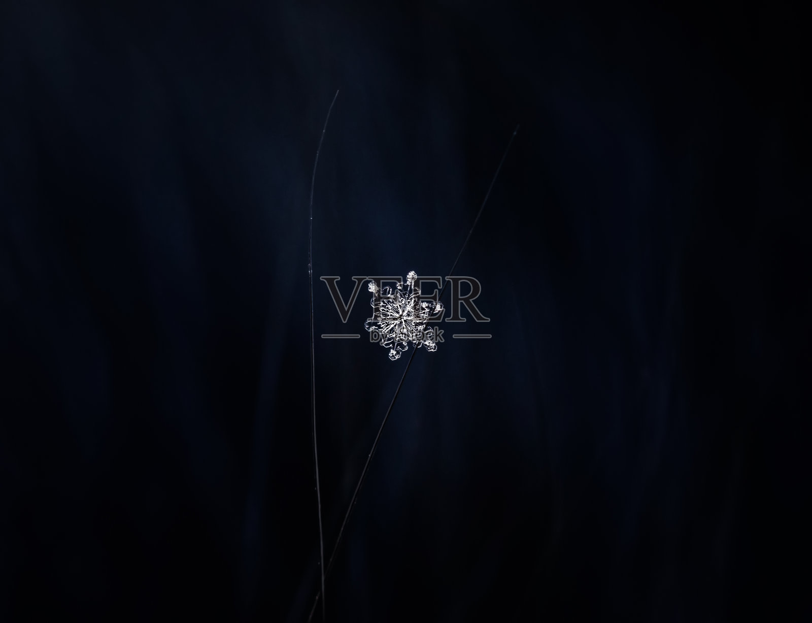 冬季花园里,闪亮的雕刻冰霜雪花挂在蓝色蓬松的毛皮上照片摄影图片