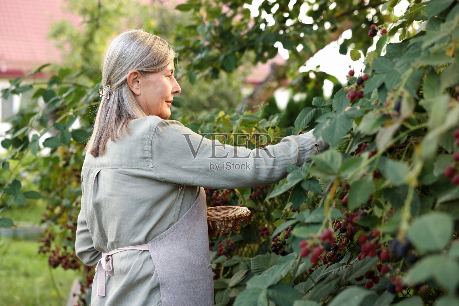 一位年长的女性正在花园的灌木丛中采摘成熟的黑莓照片摄影图片