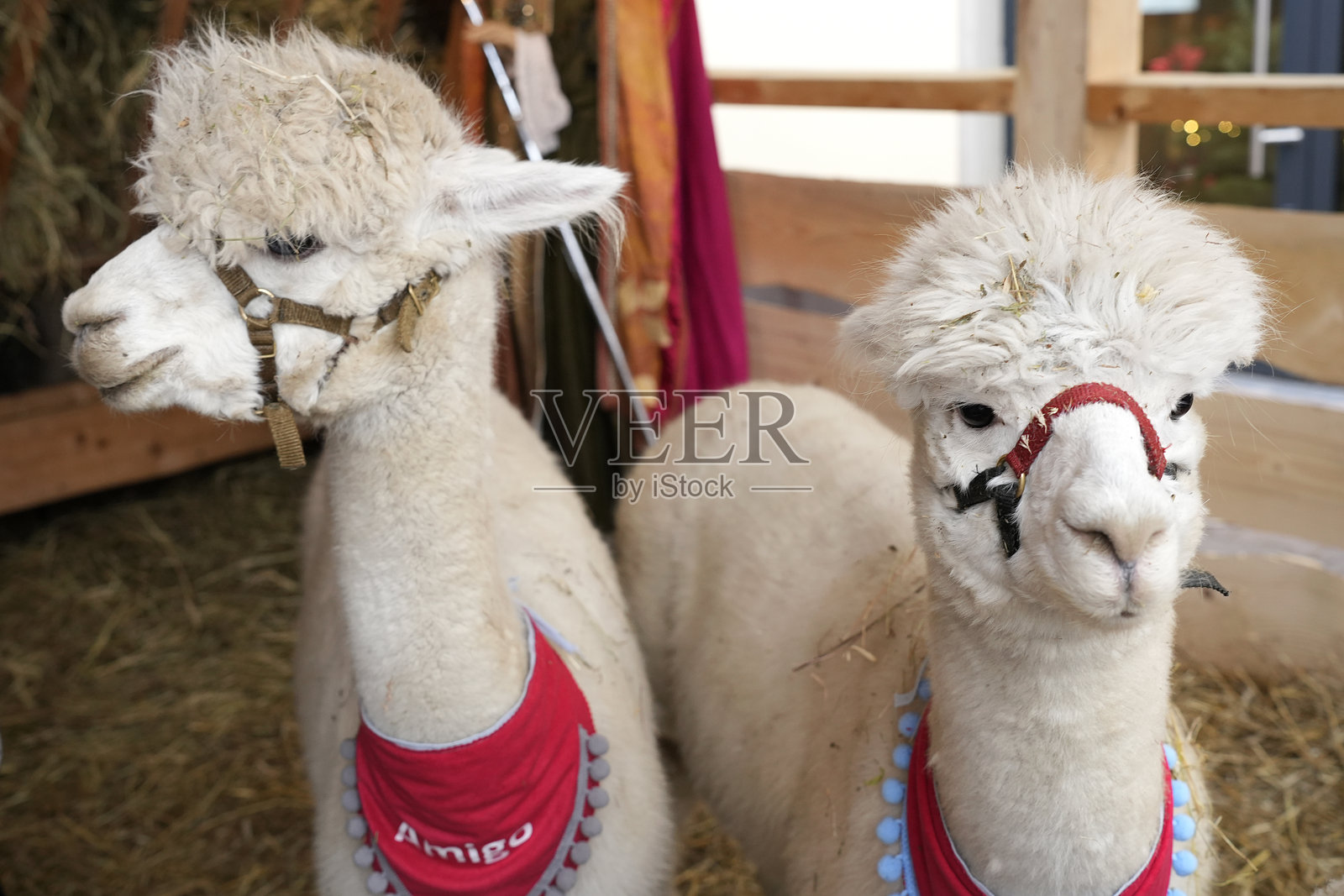 戴着圣诞节领巾的可爱羊驼照片摄影图片