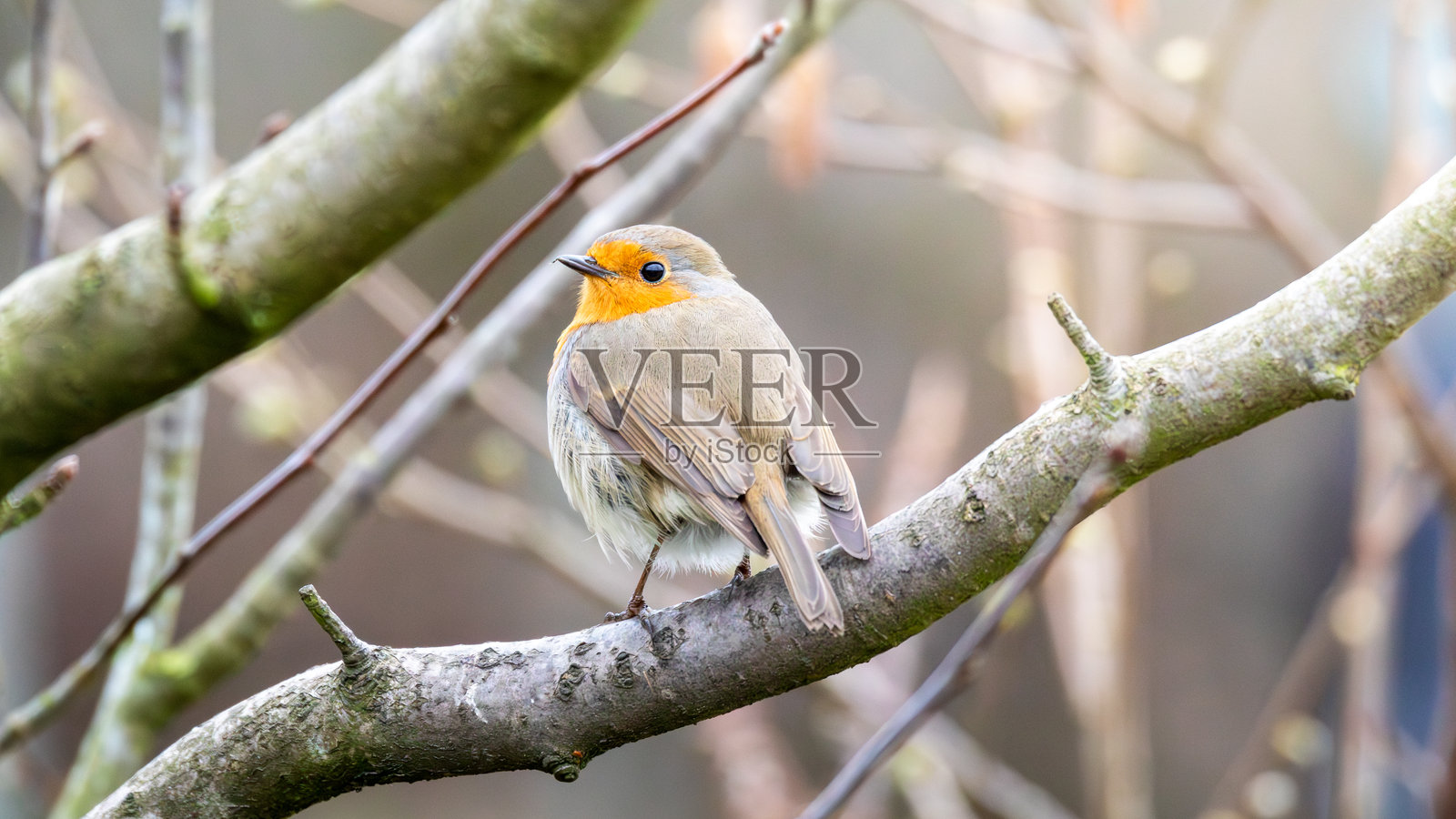 罗宾鸟栖息在英国诺森伯兰郡的霍克斯利自然保护区照片摄影图片
