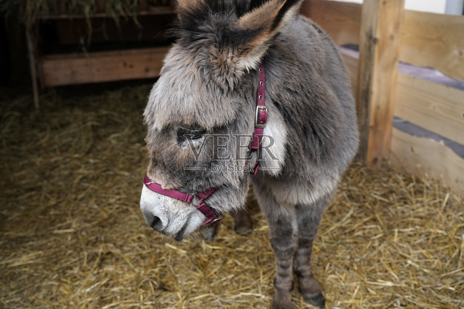 谷仓里,一只毛茸茸的家养驴子和干草照片摄影图片
