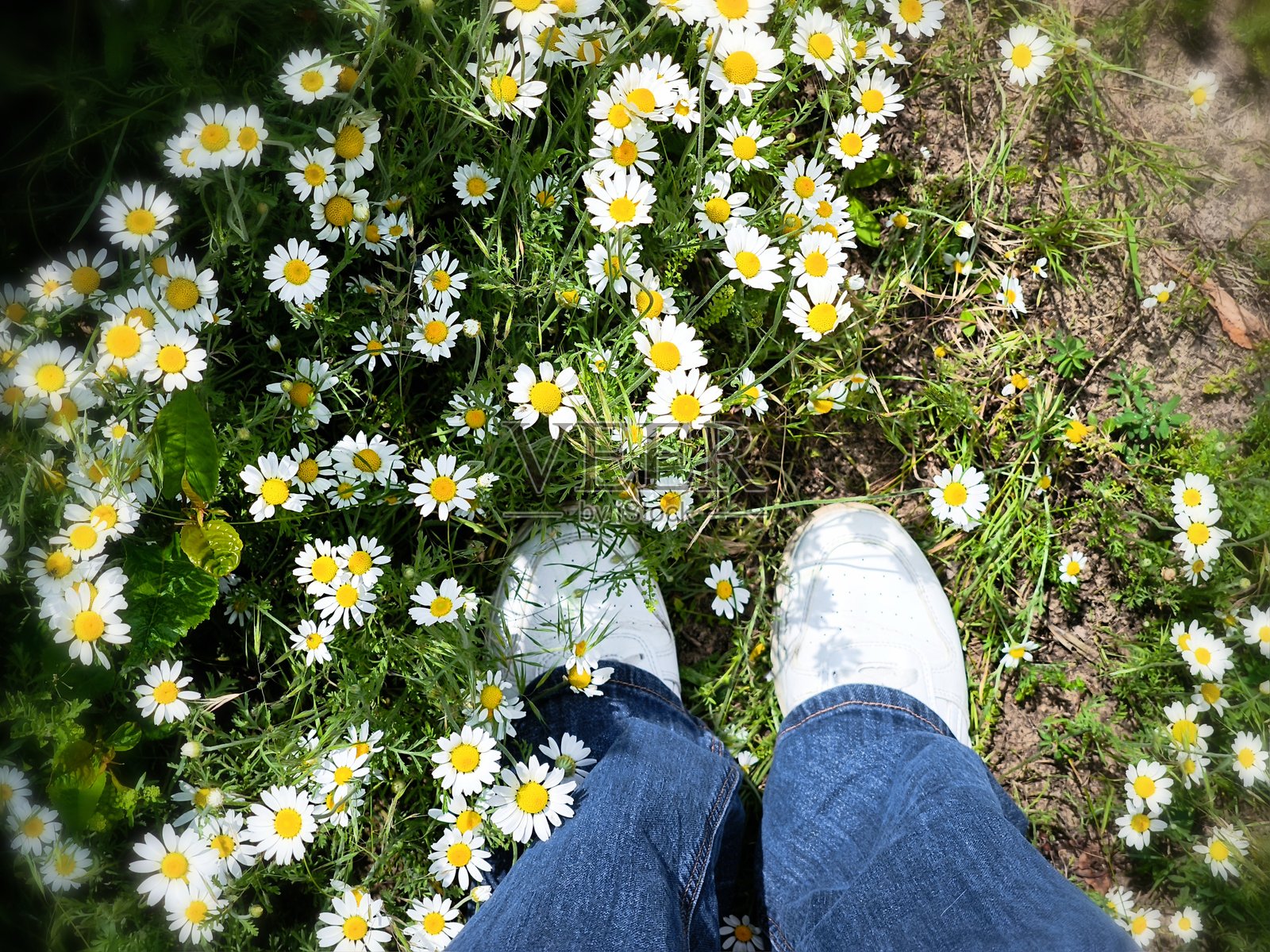 穿着白色运动鞋的双脚站在甘菊花田中照片摄影图片