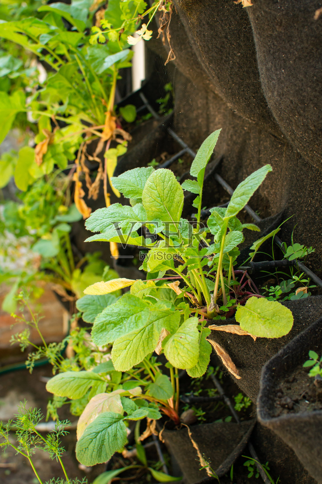 学校项目中的垂直花园种植新鲜绿叶蔬菜照片摄影图片